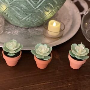 Set of new small decor succulent plant trio table top home accent mini event